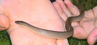 <i>Haldea striatula</i> Species of snake