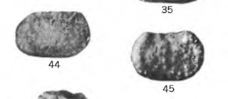 <i>Roundyella</i> Extinct genus of seed shrimp