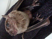 Egyptian fruit bat Rousettus egypticus.jpg