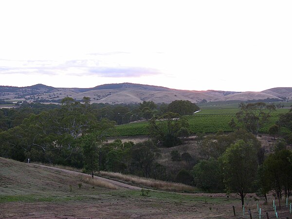 The foothills of the Barossa Ranges offers macroclimates that are quite distinct from the flatter valley floor vineyards featured in lead picture abov