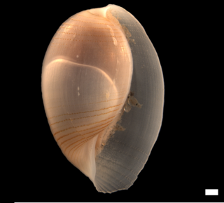 <i>Roxania</i> Genus of gastropods