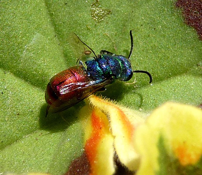 File:Ruby-tailed Wasp. Chrysis ignita - Flickr - gailhampshire.jpg