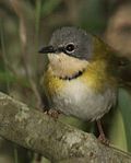 Miniatura per Apalis de Rudd