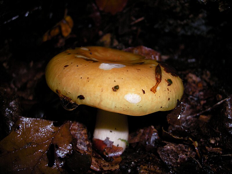 File:Russula-ochroleuca029.jpg