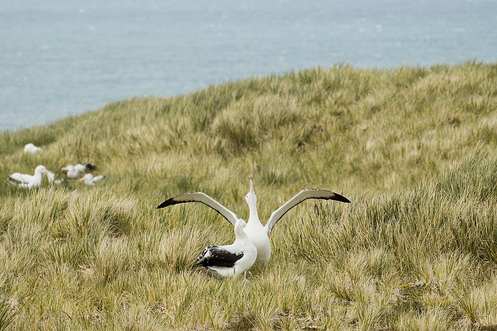 Wandering albatross male courting a female with sky-pointing, clucking, and wing-spreading rituals.