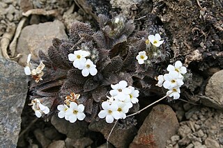 <i>Myosotis lyallii <span style="font-style:normal;">subsp.</span> elderi</i> Subspecies of flowering plant endemic to New Zealand