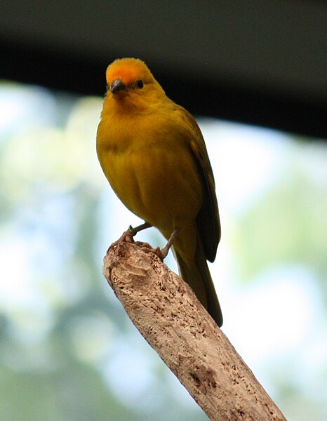 File:SaffronFinch CincinnatiZoo.jpg