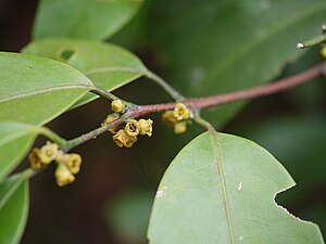 Salacia oblonga (5661278104).jpg