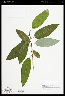 Salix floridana.jpg