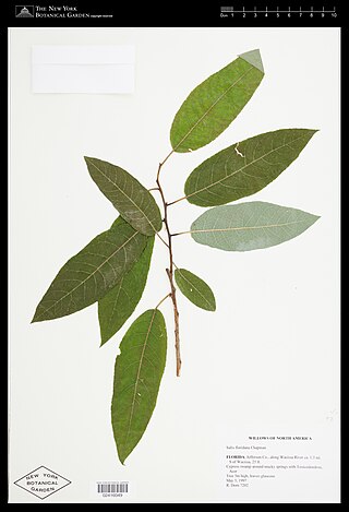 <i>Salix floridana</i> Species of willow