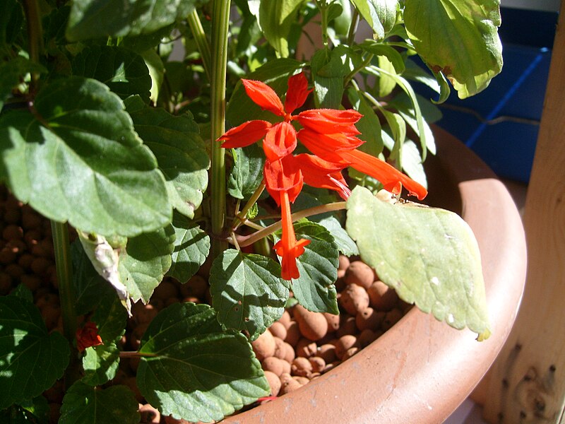 File:Salvia-splendens-close-up-spike-red-flowers.jpg
