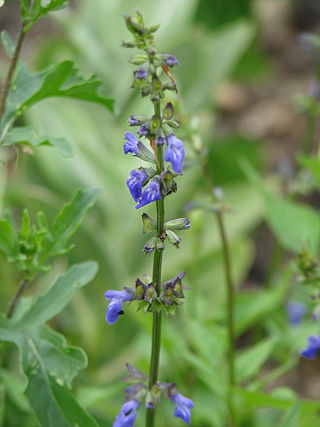 <i>Salvia arizonica</i> Species of flowering plant