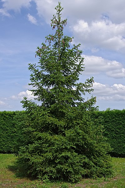 File:Sapin blanc FR 2012.jpg