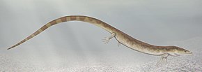 Restoration of the Carboniferous amphibian Sauropleura Sauropleura cropped.jpg