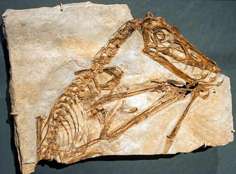 File:Scaphognathus crassirostris cast - Pterosaurs Flight in the Age of Dinosaurs.jpg