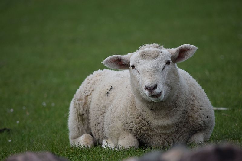 File:Schaf während des Ausruhens auf einem Deich.jpg