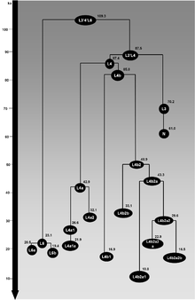 Schematic tree of mtDNA haplogroup L4. Ages (in ka) indicated are maximum likelihood estimates obtained for the whole-mtDNA genome. Schematic tree of mtDNA haplogroups L4 and L6.png