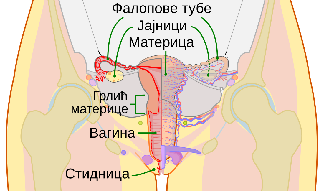 Јајцевод