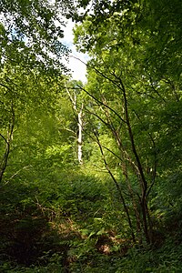 Schleswig-Holstein, Hohenfelde, Landschaftsschutzgebiet Hohenfelder Moor NIK 6983.JPG