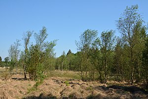 Schleswig-Holstein, Krumstedt, Landschaftsschutzgebiet Landschaftliches Hochmoor NIK 2420.jpg