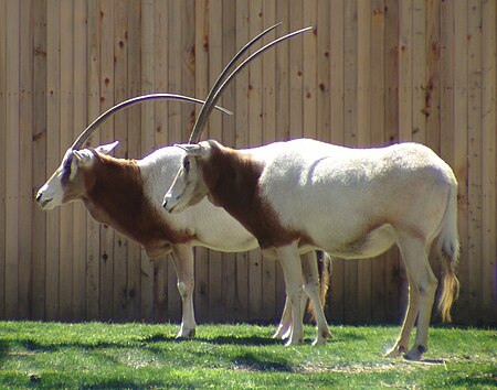 Tập_tin:Scimitar-horned_Oryx_oryx_dammah.jpg