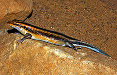 Description de l'image Scincidae - Trachylepis margaritifera-001.JPG.