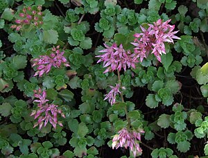 Sedum spurium a1.jpg