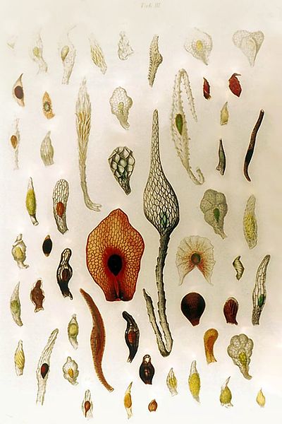 File:Seeds of orchids (J.G.Beer -1863).jpg