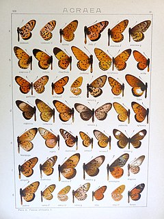 <i>Acraea stenobea</i> Species of butterfly