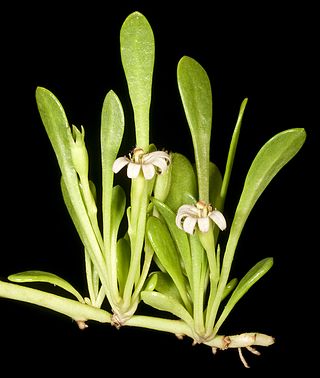 <i>Selliera radicans</i> Species of plant