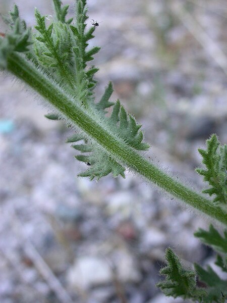 File:Senecio adenotrichius stem.jpg