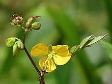 Senna occidentalis.jpg