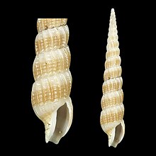 Shell Clathroterebra joelbartschi.jpg