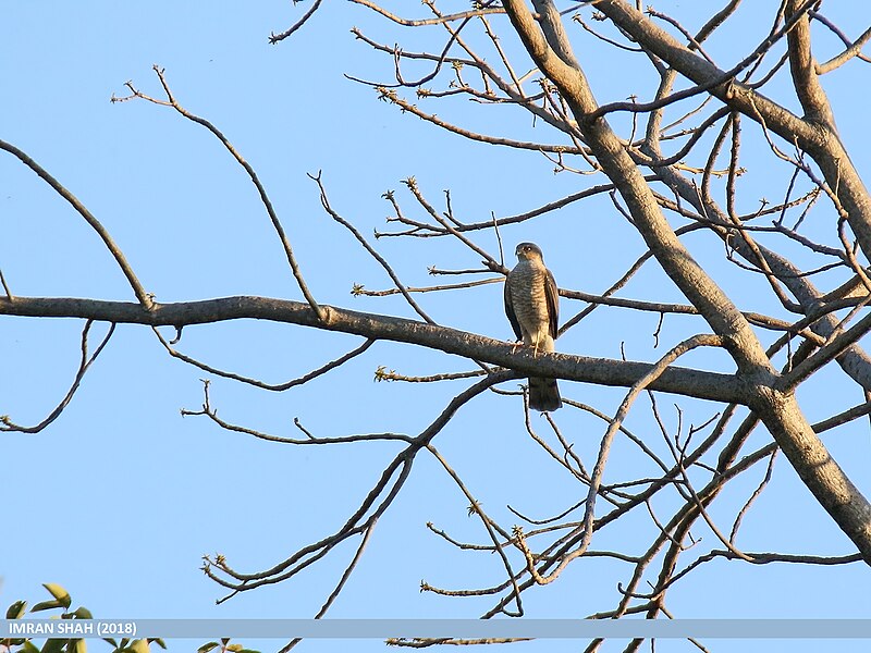 File:Shikra (Accipiter badius) (46557754002).jpg