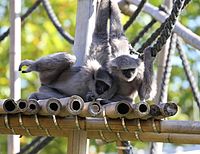 Silbergibbon (Hylobates moloch), Tierpark Hellabrunn, München