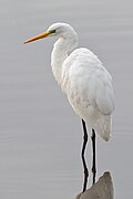 Hvit hegre (Ardea alba)