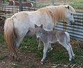 Grey mare with silver dapple colt