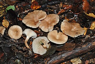 <i>Singerocybe clitocyboides</i> Species of fungus