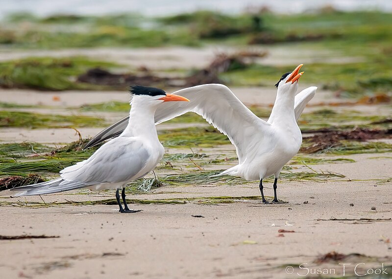 File:Singing Tern (49888335638).jpg