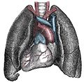 Miniatura para Situs inversus