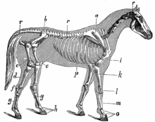 A horse's skeleton Skeleton with outline of a horse.png