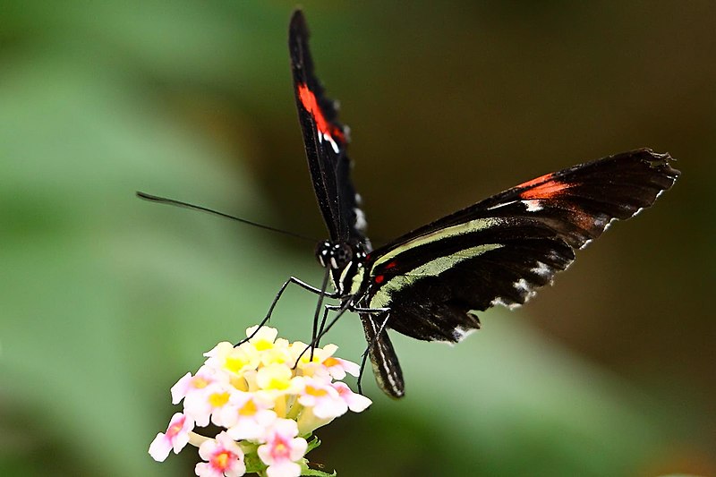 File:Small Postman - Butterflyworld (7766506020).jpg