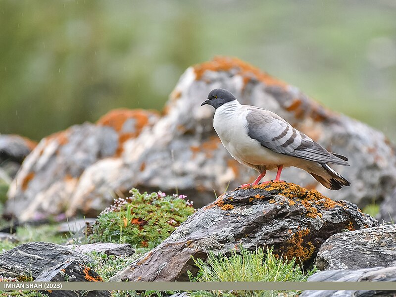 File:Snow Pigeon (Columba leuconota) (53495793333).jpg