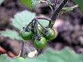 Unripe fruits of Solanum villosum (as Solanum latua) at Botanical Garden Krefeld, Germany.