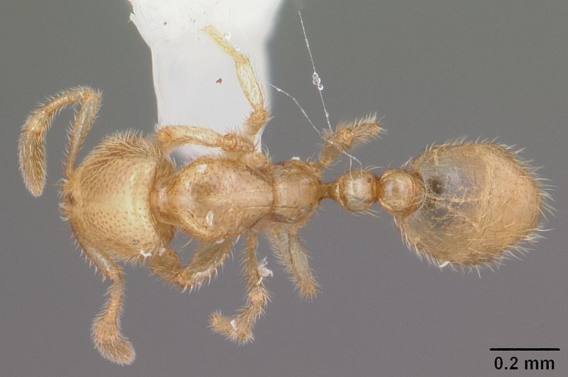 File:Solenopsis tonsa casent0104512 dorsal 1.jpg