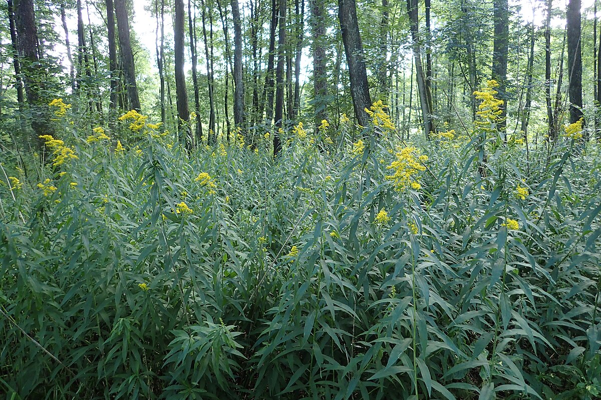 Solidago gigantea