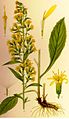 Solidago virgaurea plate 32 in: C.A.M Lindman: Bilder ur Nordens Flora first edition: (1901-1905) supp. edition (1917-1926)