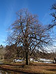 Large-leaved linden tree in Zwein