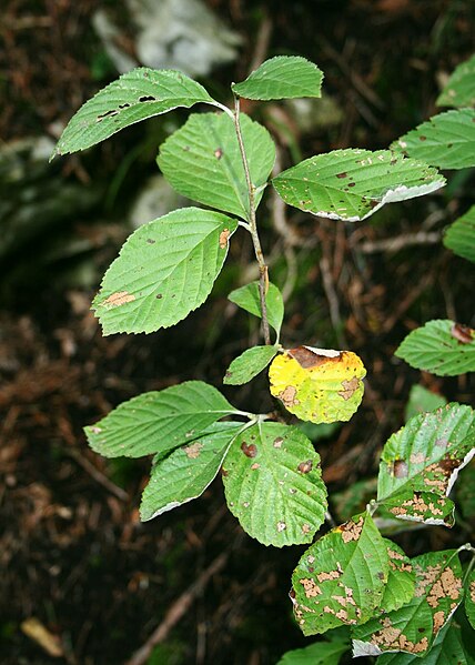 File:Sorbus aria 1.jpg