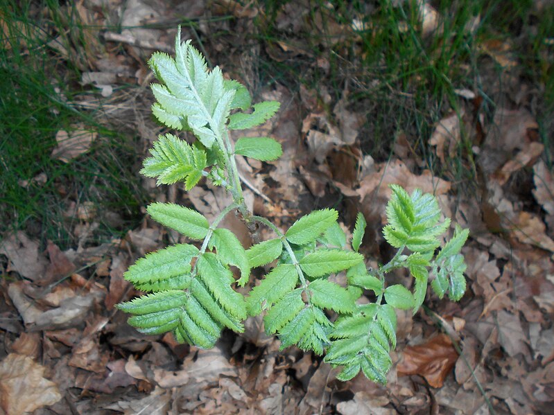 File:Sorbus aucuparia 2018-04-20 9129.jpg